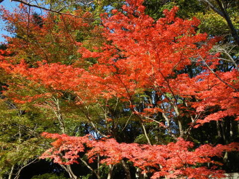 小石川後楽園