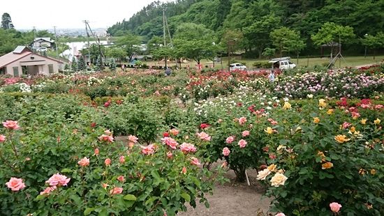 村山市の東沢バラ園に行ってきました 季節の風を感じ畑仕事もゆっくりと３ 楽天ブログ
