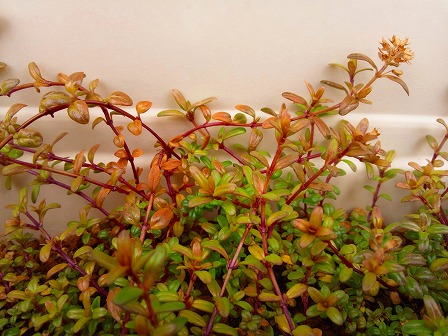 タイムの定植は少し待った方が良いかも2