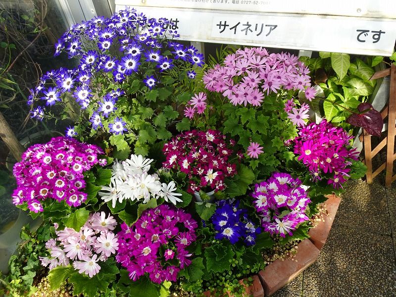 ２月４日 今日の一花 サイネリア シラネリア Gazengamaのブログ 散歩中に出合った花と趣味の陶芸作品 楽天ブログ