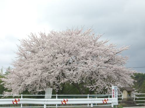 桜4.jpg