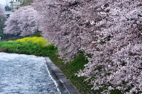 桜２