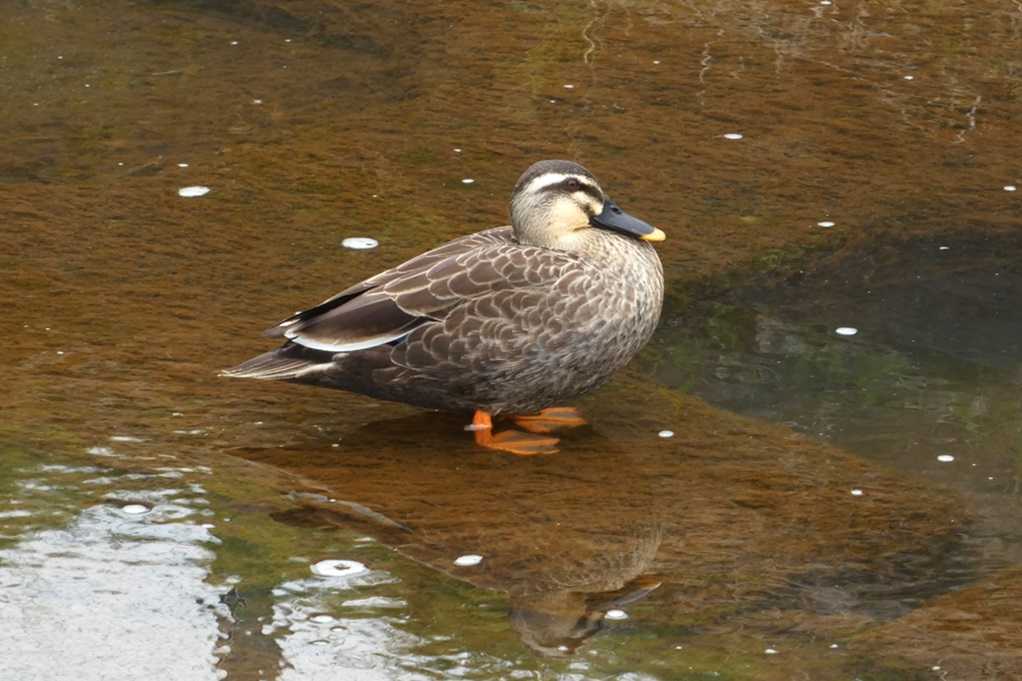 515