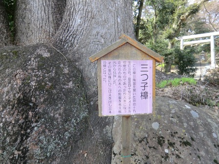 熱海梅園　三つ子楠4