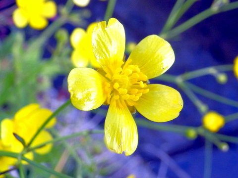 ウマノアシガタの花