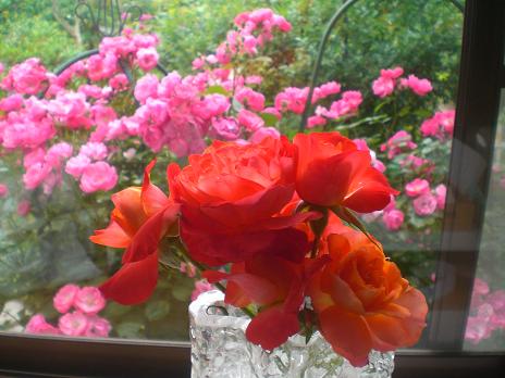 名無しの薔薇
