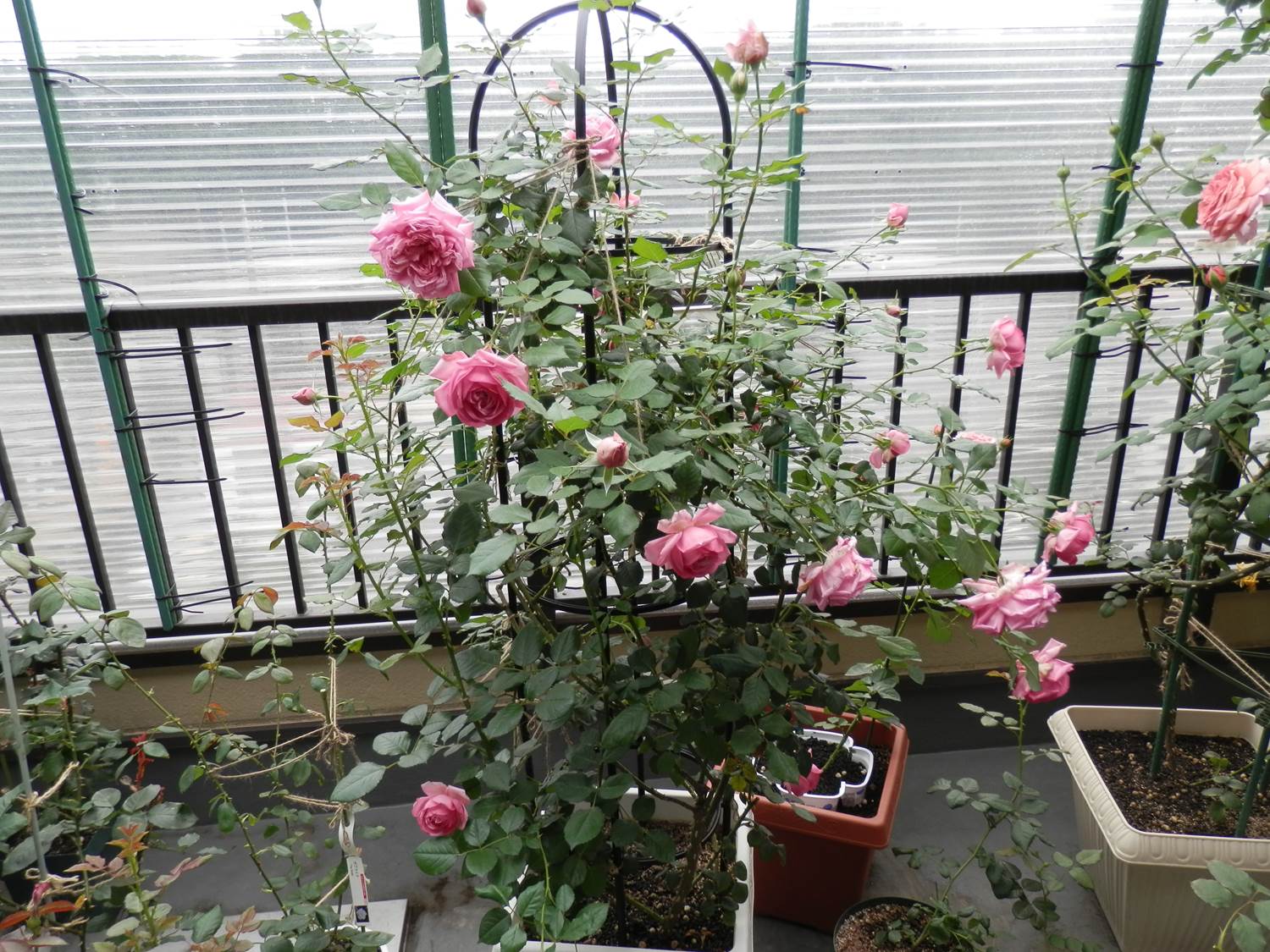 ローズポンパドールもよく咲きます 東京のど真ん中でバラ生活 楽天ブログ