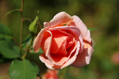 生田緑地ばら苑の秋薔薇