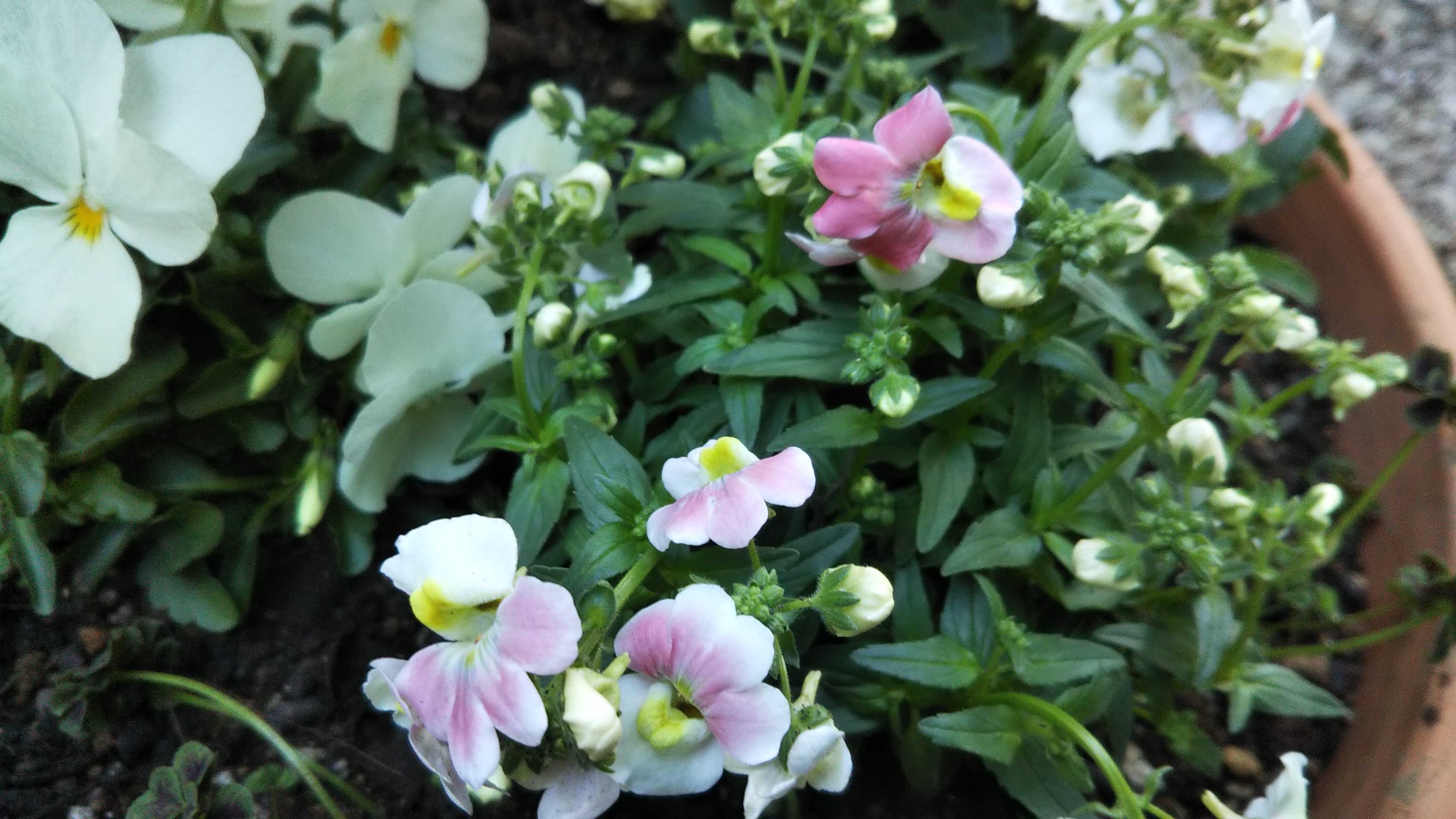 新しいネメシアに植え替え プラ鉢の重ね塗り シェードガーデンと猫 楽天ブログ