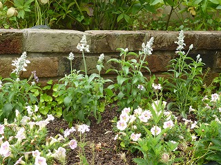 P1060465ss.jpg