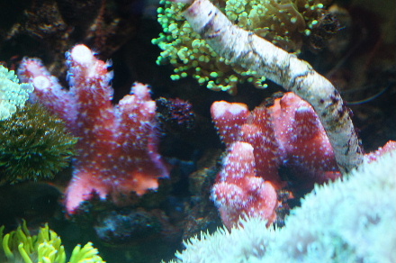 2015_0312ﾎﾝﾀｺ､ﾁﾁﾞﾐ､ｳﾐｲﾁｺﾞ0017.JPG