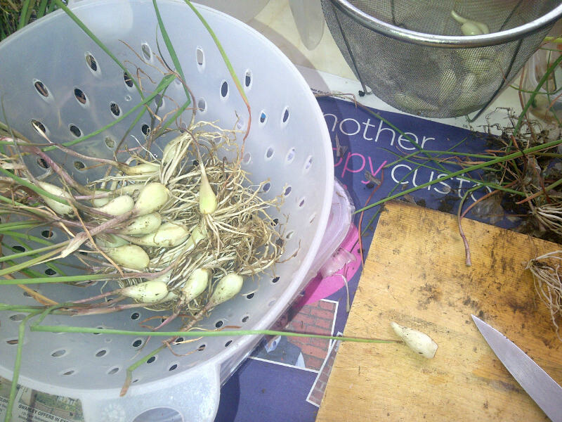 らっきょう　下処理