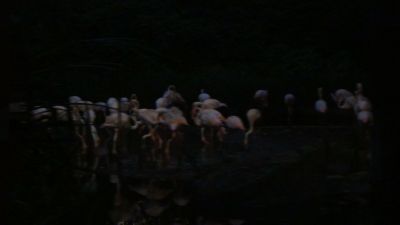 フラミンゴ