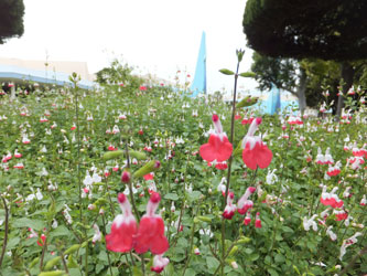 Flower54