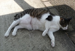 P1010760-ass.jpg