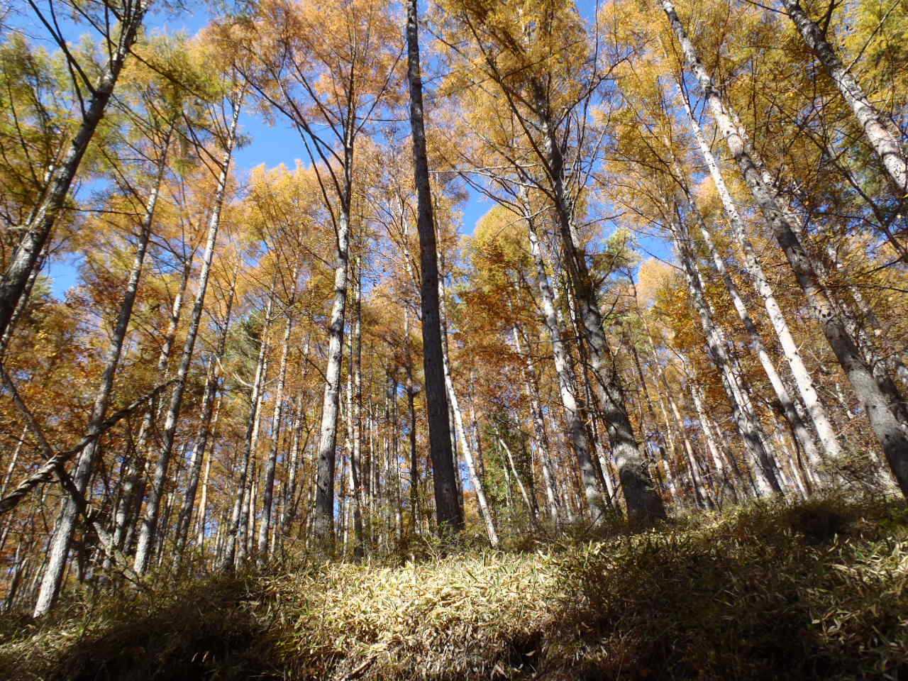 隊長さんの山ある記