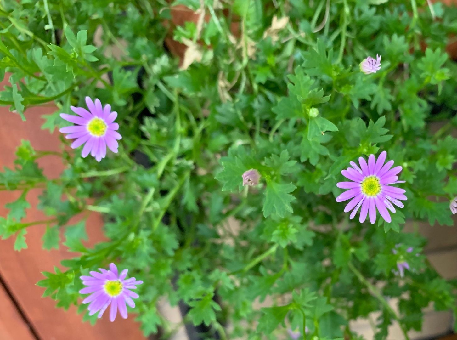 うちの花の撮影 オキシペタラム ブルースターなど Music Land 私の庭の花たち 楽天ブログ