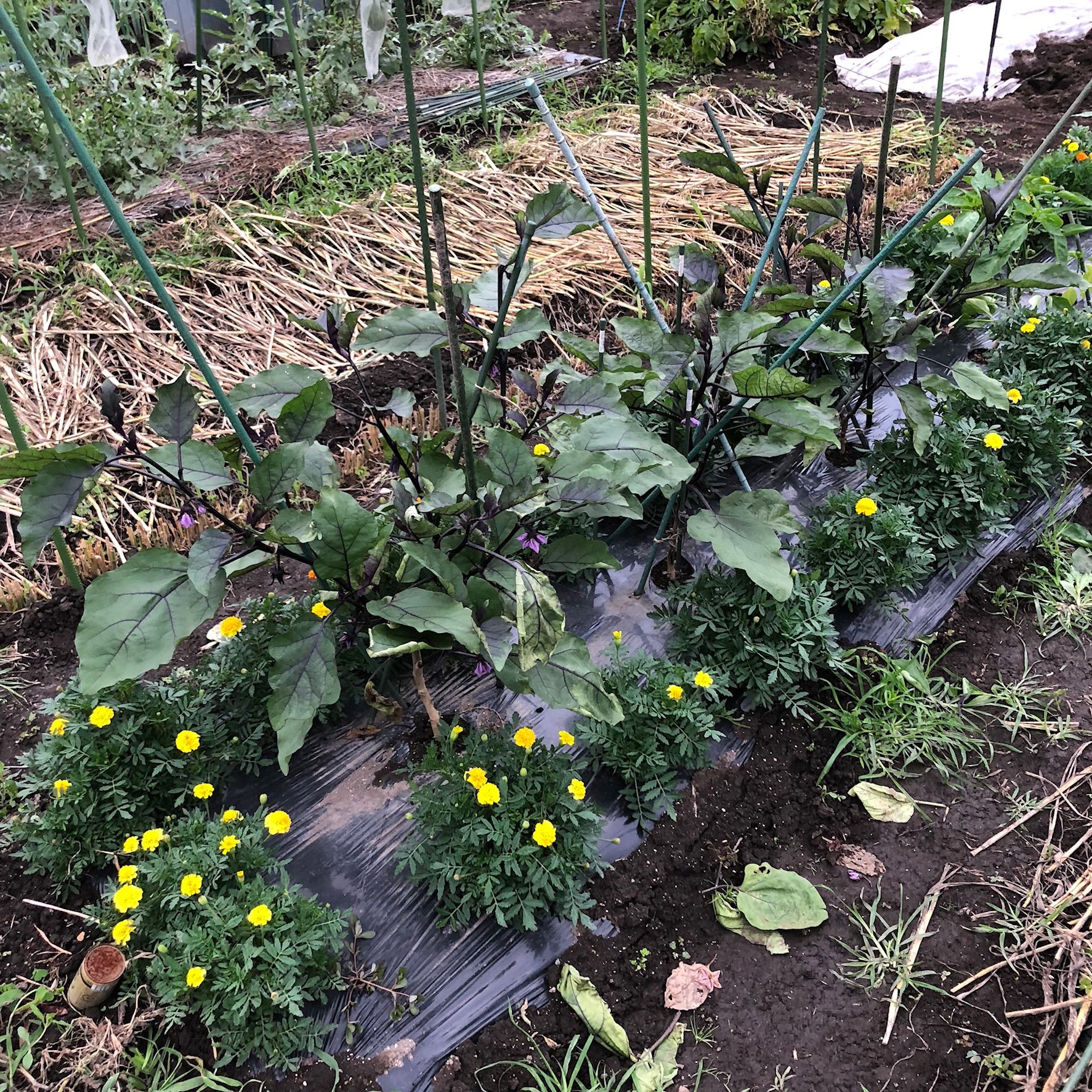 マリーゴールドの効果 連作障害に耐えてる茄子たちです ちょろ松の家庭菜園奮闘記 楽天ブログ