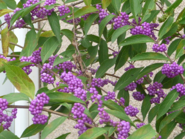 826 小紫