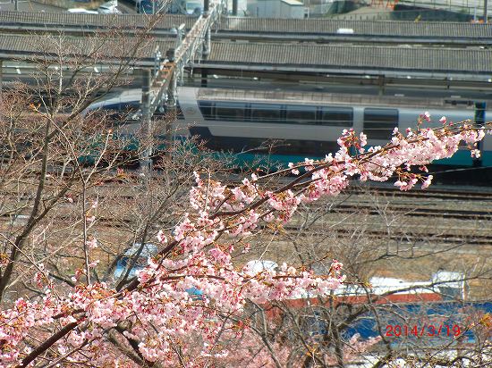 春らんまん、伊東公園 017.jpg
