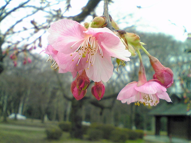 寒桜0307