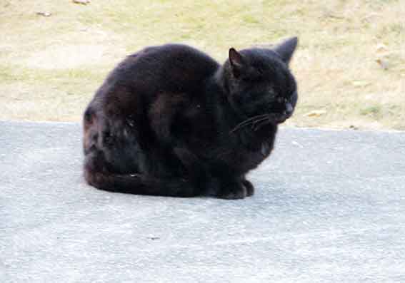 我が家のニャンコ♪2016/1/9-03