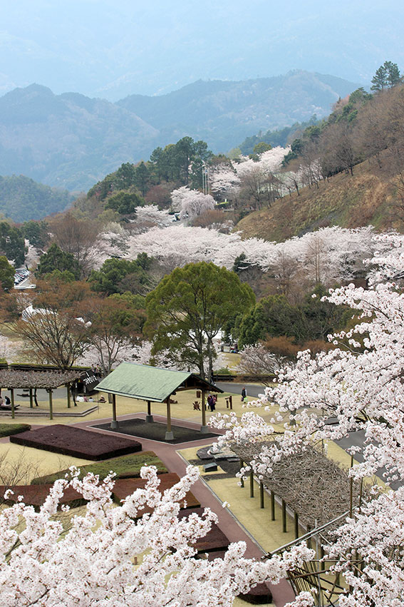 神山森林公園の桜-3♪