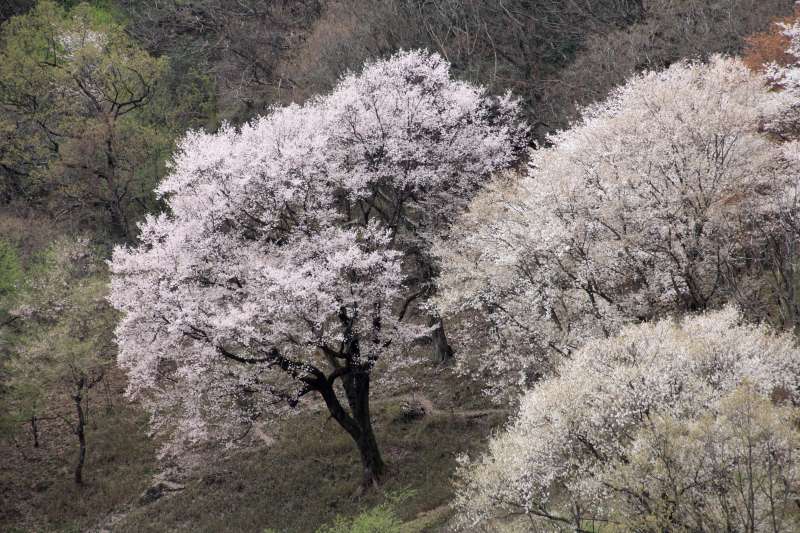 黒川桜の森_003.jpg