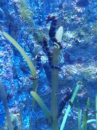 P1150240海洋博物館６.jpg