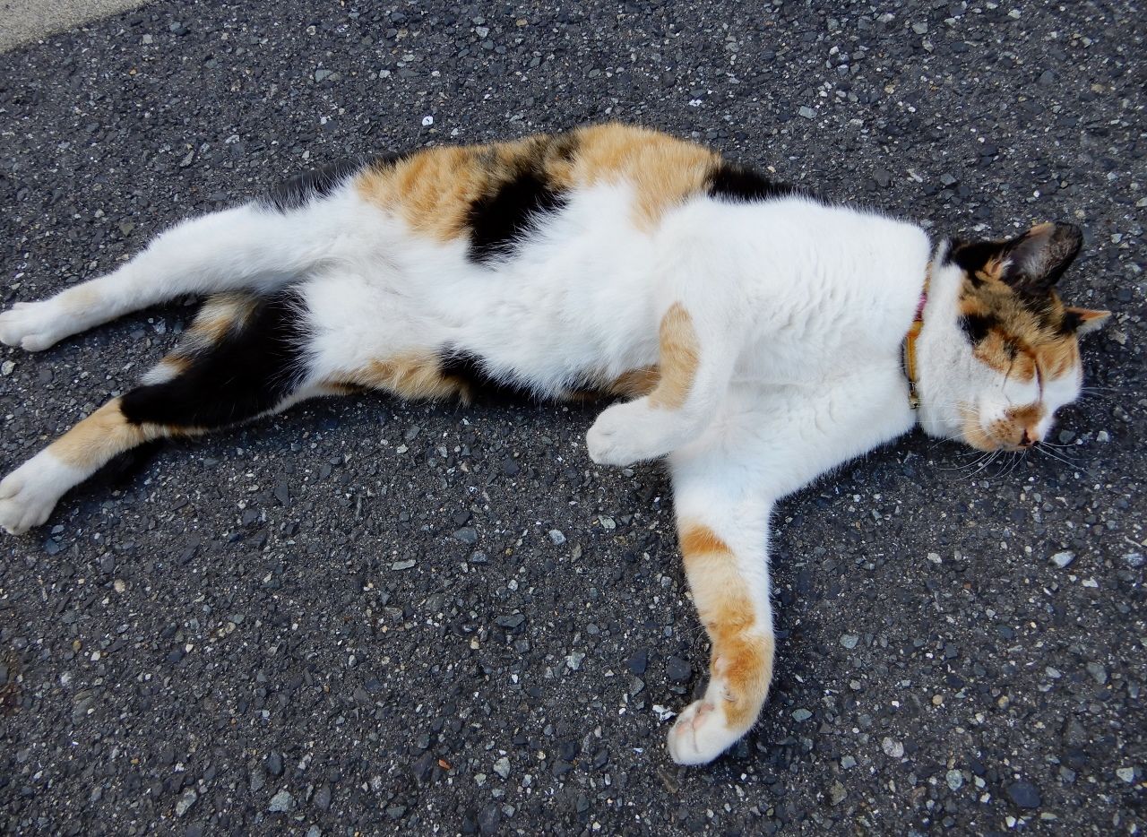 86ページ目の 猫 人さまのネコ 楽天ブログ