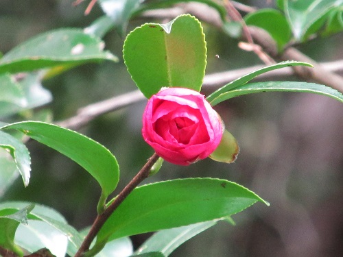 サザンカ（山茶花）