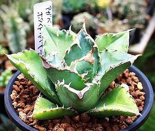 アガベ【氷山】①多肉植物 多肉植物：アガベ 氷山*幅8cm | サボテン＆多肉植物,多肉植物