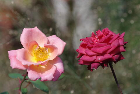 横浜イングリッシュガーデンの薔薇