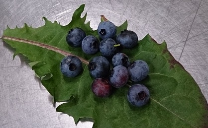 ブルーベリー３.jpg