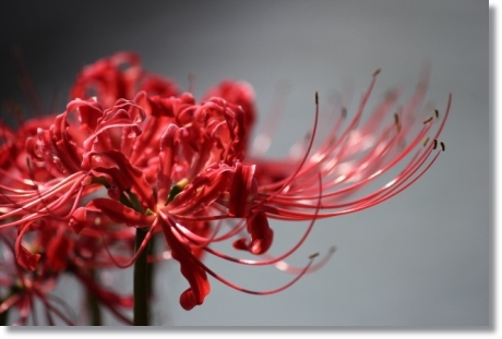 動橋川-2 ヒガンバナ-2 13.9.24