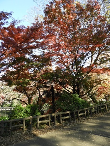 井の頭恩賜公園