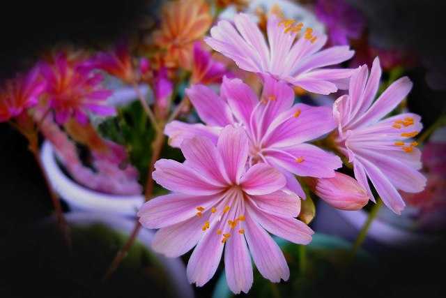 レウイシア 学名 Lewisia Cotyledon レウイシア コチレドン 和名 イワハナビ 岩花火 スベリヒユ科レウイシア属 なんでもあり工房 のブログ 楽天ブログ