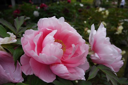 P1000645.jpg