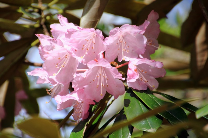 金剛山の花々_006.jpg