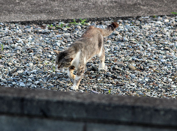 我が家のニャンコ♪2014/05/31-3