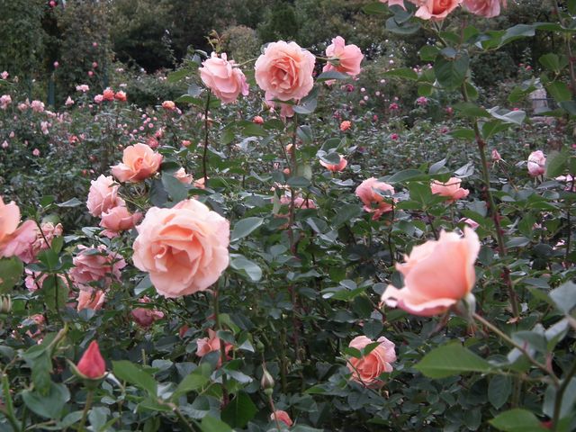 DSCF8556.JPG