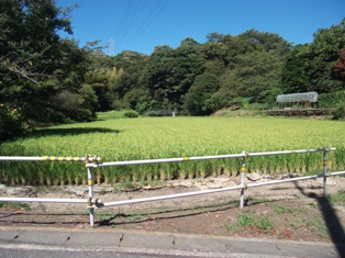 コメ田