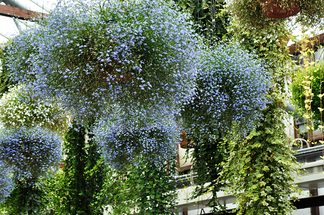 花２