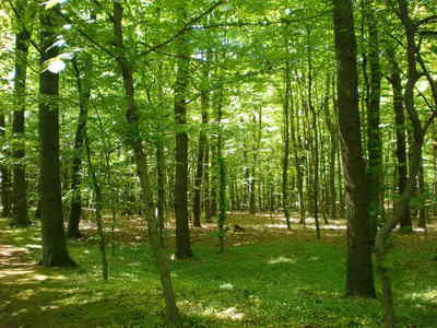 middle_1243653474.jpg