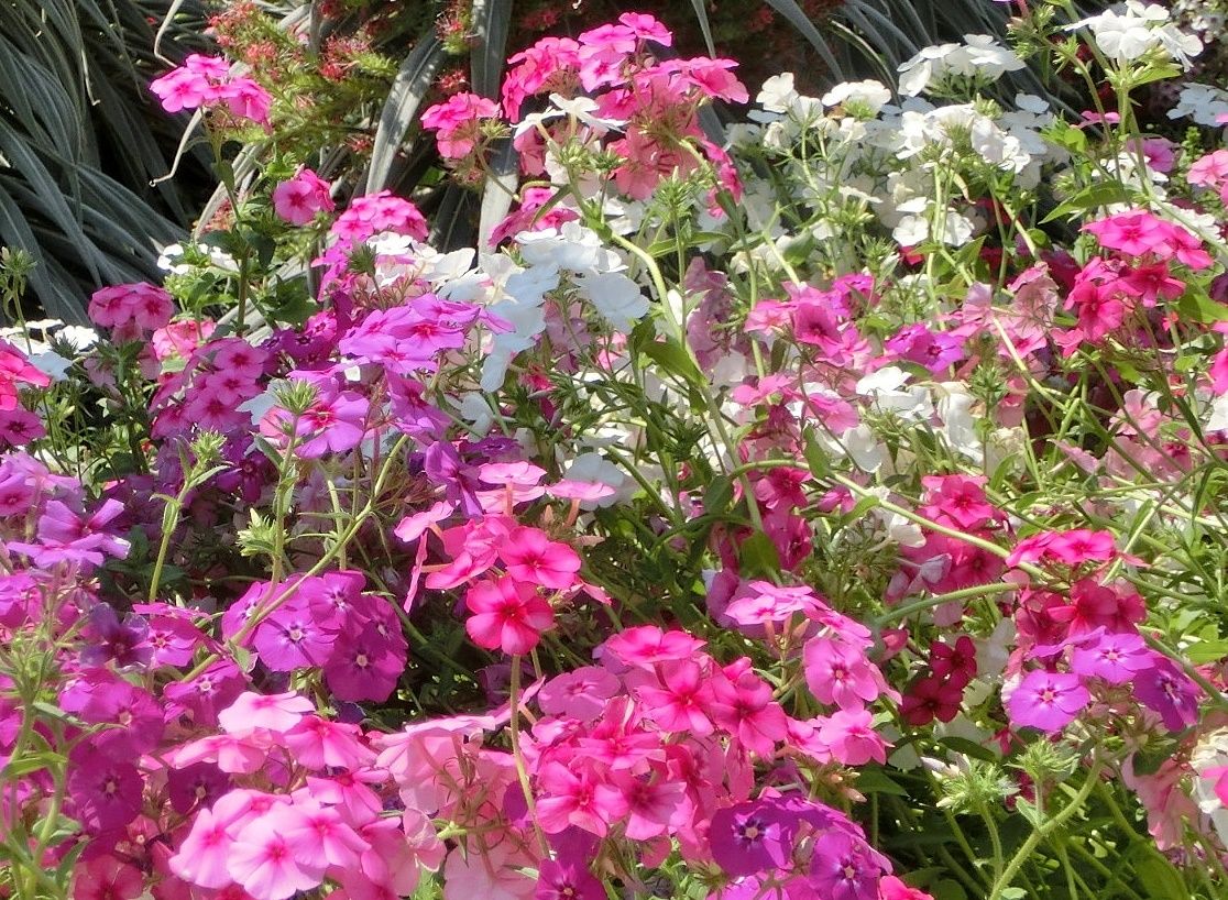 京都府立植物園で見た花 ダイアンサス フロックス だい のひとりごと 楽天ブログ