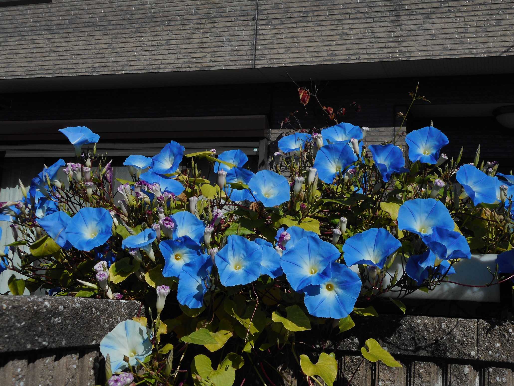 西洋朝顔が開花 ｔｅａ ｇａｒｄｅｎ ちょっとひとりごと 楽天ブログ