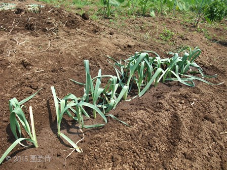 4ページ目の 野菜 園芸侍の なんでも植物栽培記 楽天ブログ