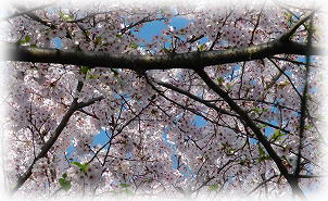 八幡堀の桜さん