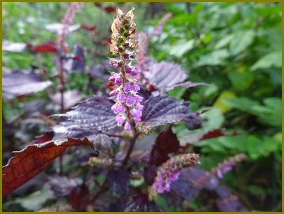 令和２年10月８日 紫蘇の花ハーブが誇る和の味覚 花の歳時記 天南星の魅力 山野草 楽天ブログ