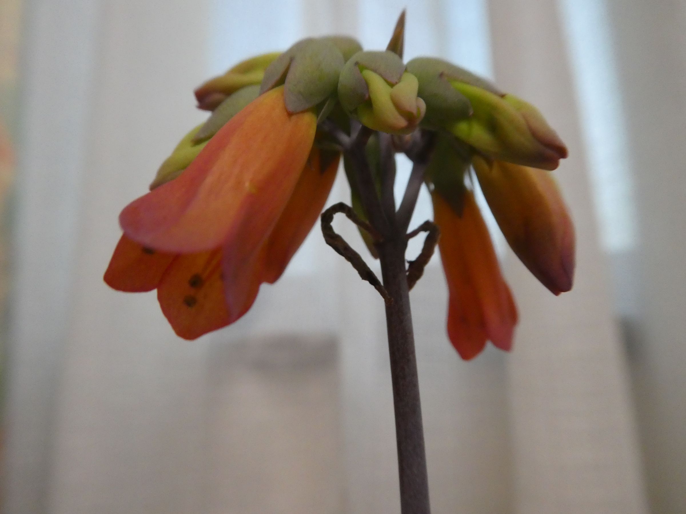 カランコエの仲間の花が咲きました わかくさ日記 楽天ブログ